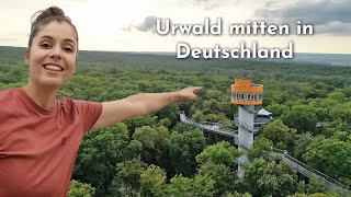 Der spektakulärste Baumkronenpfad: Urwald mitten in Deutschland