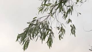 screenshot of the youtube video