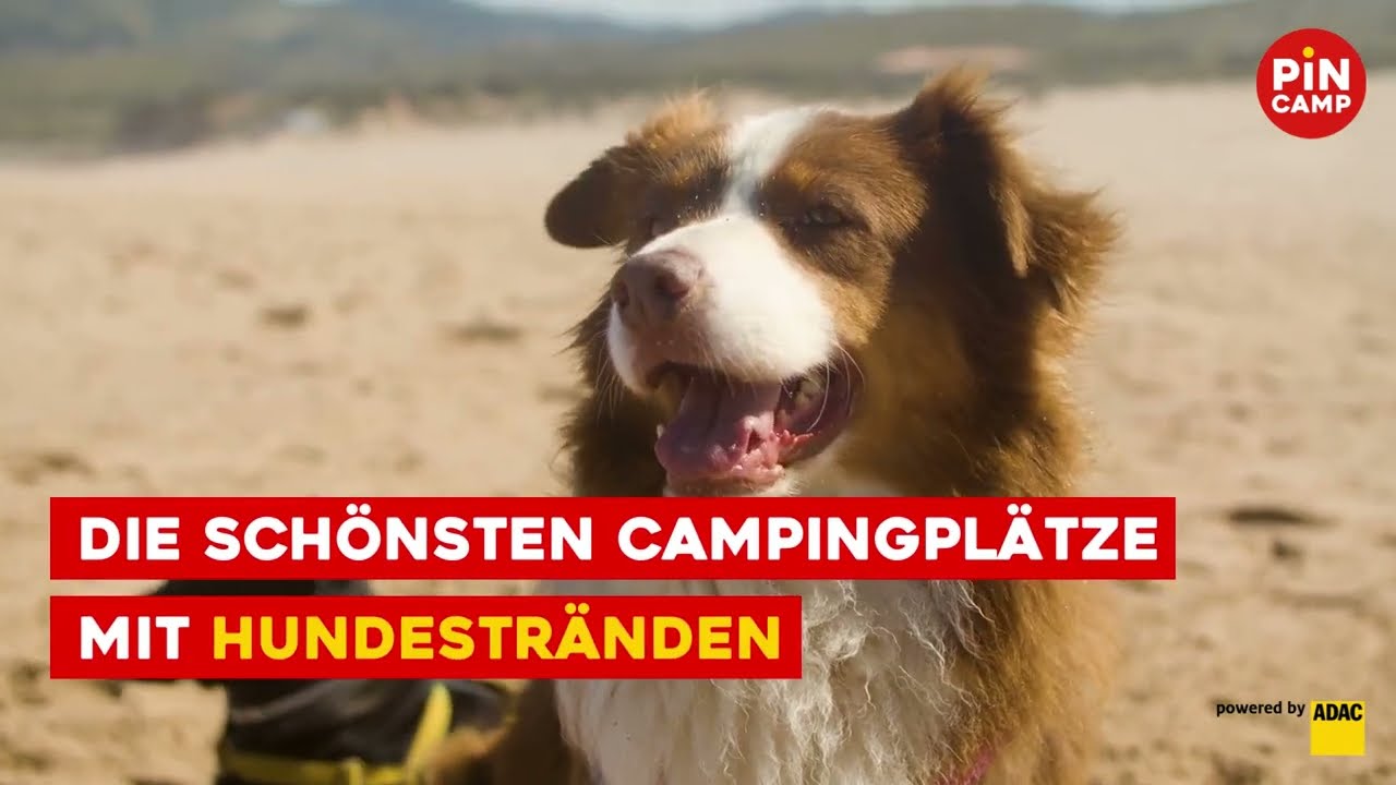 Die schönsten Campingplätze mit Hundestränden #CampingmitHund