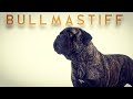 Bullmastiff | புல் மாஸ்டிப் | storyboard | の動画、YouTube動画。