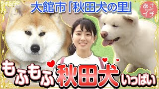 【癒やし】秋田犬の魅力をお伝え| あさイチ | NHK