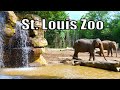 St louis zoo full walking tour