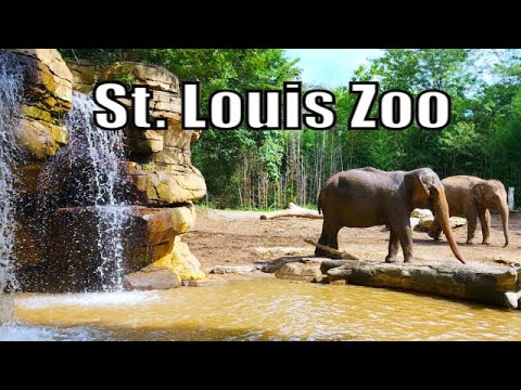 St. Louis Zoo Full Walking Tour