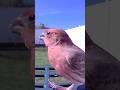 Meet Birdie 🐦❤️ The Cutest House Finch on the Feeder