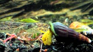 10G: Green Babaulti Population: 20+