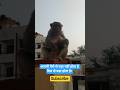 #bezuwaan#subscribe#treading#viral shorts#monkey#cute#baby#animals#monkey lover#monkey video#reels