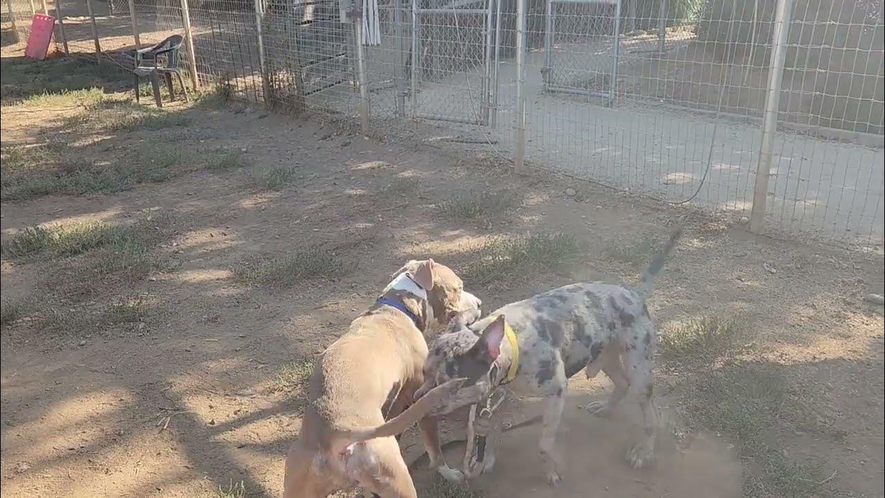 patches and star, available to adopt, Bradshaw animal shelter