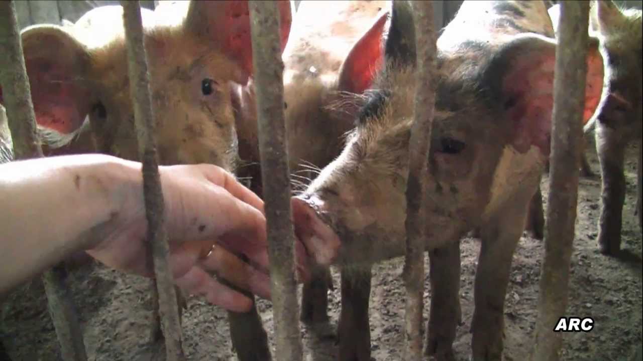 アニマルウェルフェアに配慮された放牧養豚場 幼児期 Youtube