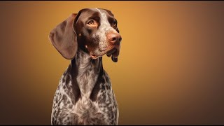 Can German Shorthaired Pointers be Trained to be Guard Dogs?