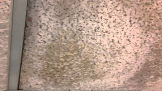 Leaky Roof