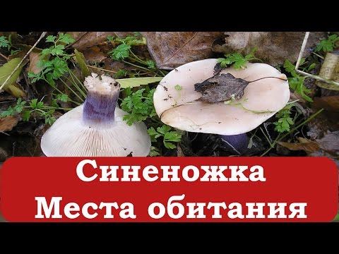 Синеножка. Начинающему грибнику