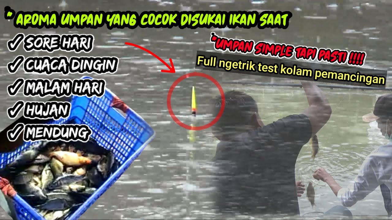 Umpan ikan mas Wangi amis gurih dadakan simple test langsung dikolam