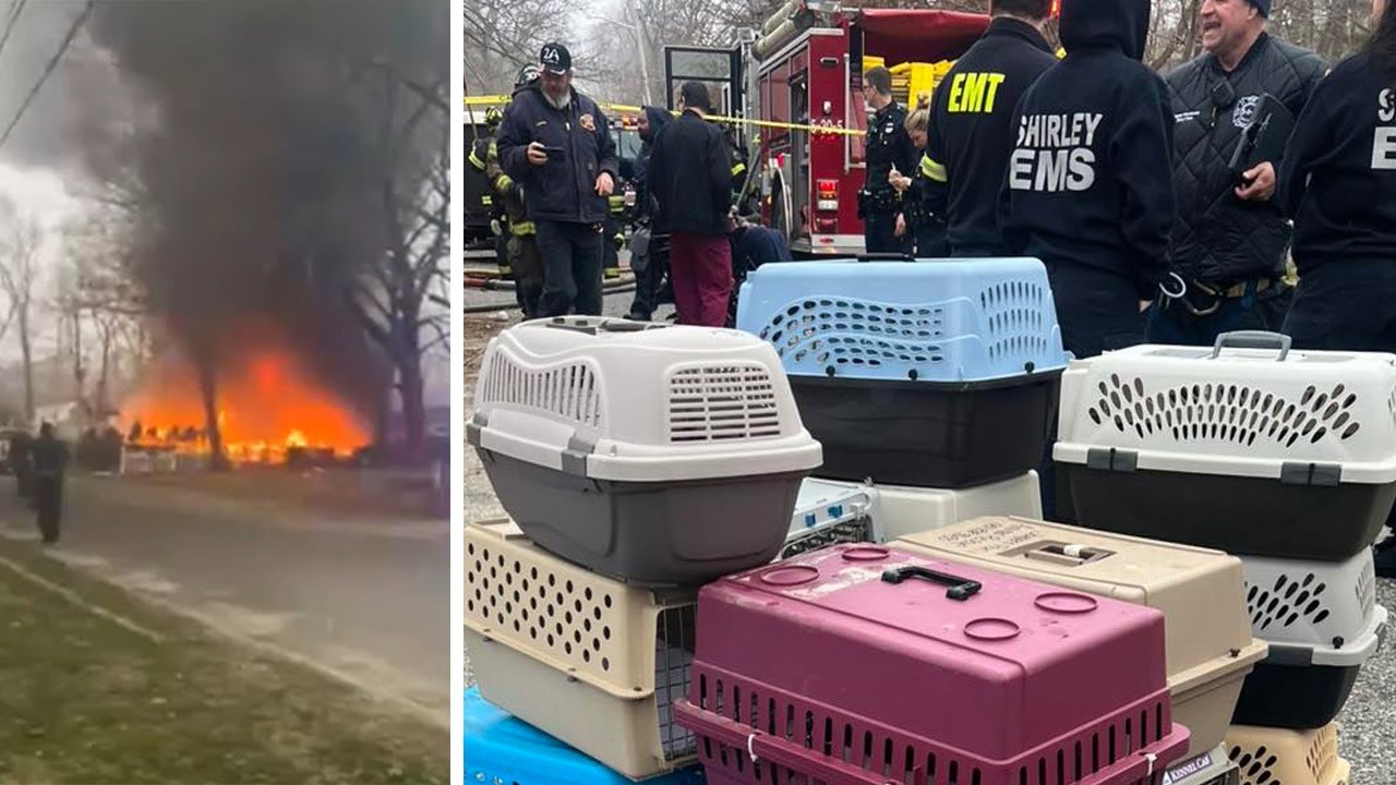 Multiple cats killed in fire at cat sanctuary on Long Island - YouTube