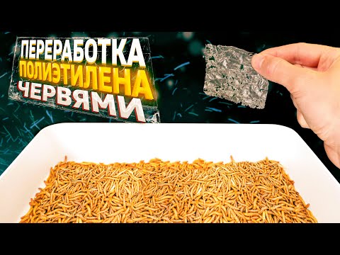 Видео: КАК МУЧНЫЕ ЧЕРВИ МОГУТ СПАСТИ МИР ОТ ЗАГРЯЗНЕНИЯ ПЛАСТИКОМ.