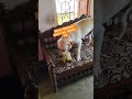 Saradin bodmaisi #labrador #dog #pets #shortsviral #youranimals