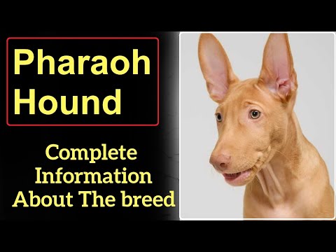 Pharaoh Hound or Kelb tal Fenek. Pros and Cons, Price, How to choose, Facts, Care, History