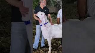 BHARAT NAGAR BAKRA MANDI 2026 | #bakramandi #sachinbakramandi #goat