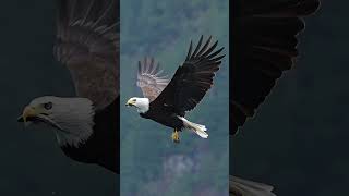 Hungry Eagle Swallows Fish Whole While Flying Glad Im Not A Fish eagle eagles bird wildlife