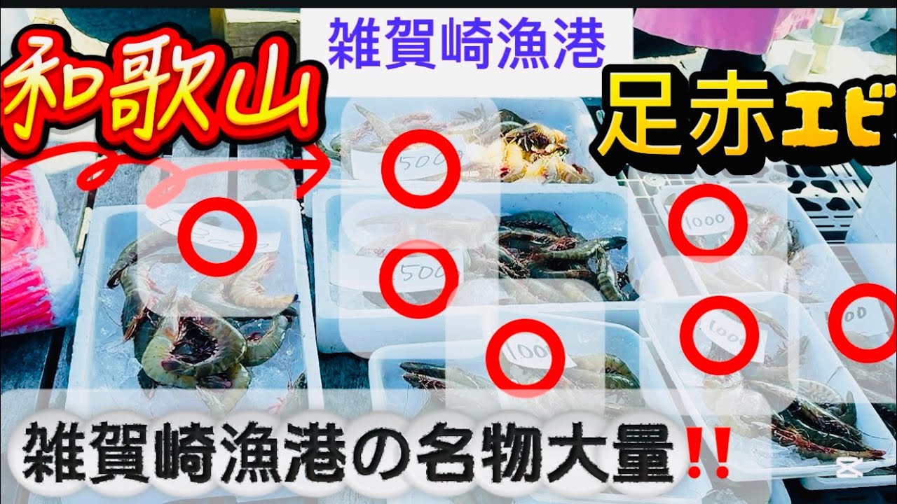 【雑賀崎漁港市場】漁師さんが獲れたての魚を激安で直売‼️雑賀崎名物✨足赤エビ🦞沢山あります‼️お買い得の品もあちこちに宝物探しの様にあります✨