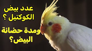 عدد بيض الكوكتيل ؟ مدة حضانة البيض ؟ عمر تزاوج الكوكتيل