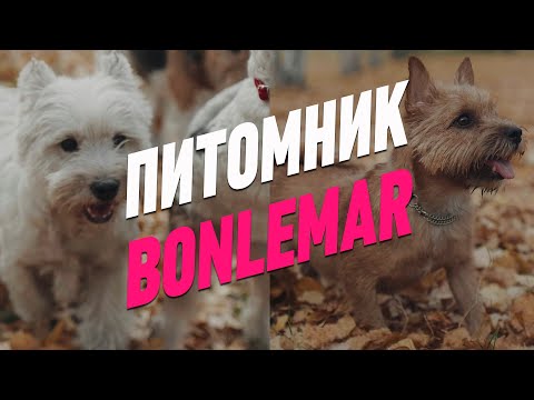 ПИТОМНИК BONLEMAR - ПОРОДЫ ВЕСТ ХАЙЛЕНД УАЙД ТЕРЬЕР, НОРВИЧ ТЕРЬЕР, ФОКСТЕРЬЕР / ОСОБЕННОСТИ ПОРОДЫ
