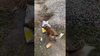 Помощники на работе #straydogs #собака #adoptstrays #животные #помощьбездомным