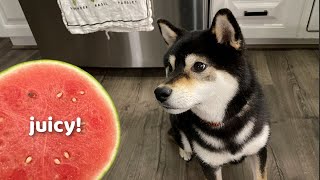 How To Pick A Good Watermelon | How To | Tiny Rick The Shibe by Tiny Rick The Shibe 7,022 views 2 years ago 2 minutes, 11 seconds