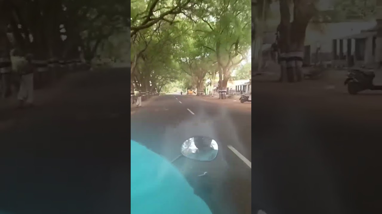 beautiful 🌲🌴🌴🌴🌴 trees 