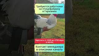 Работа на куриной ферме в Германии – стабильный доход и жильё