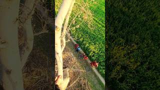 Village Life Aerial View