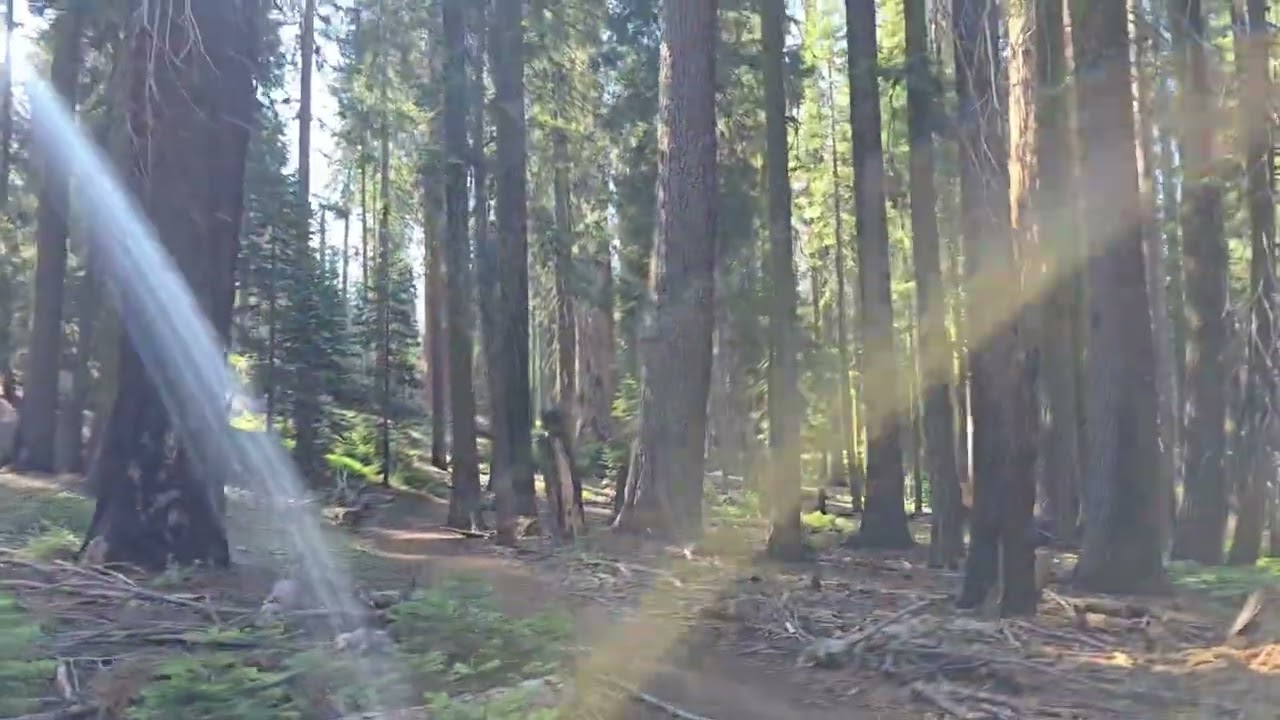 Sherman Tree, Congress, Trail of the Sequoias, and Tharps Log loop.