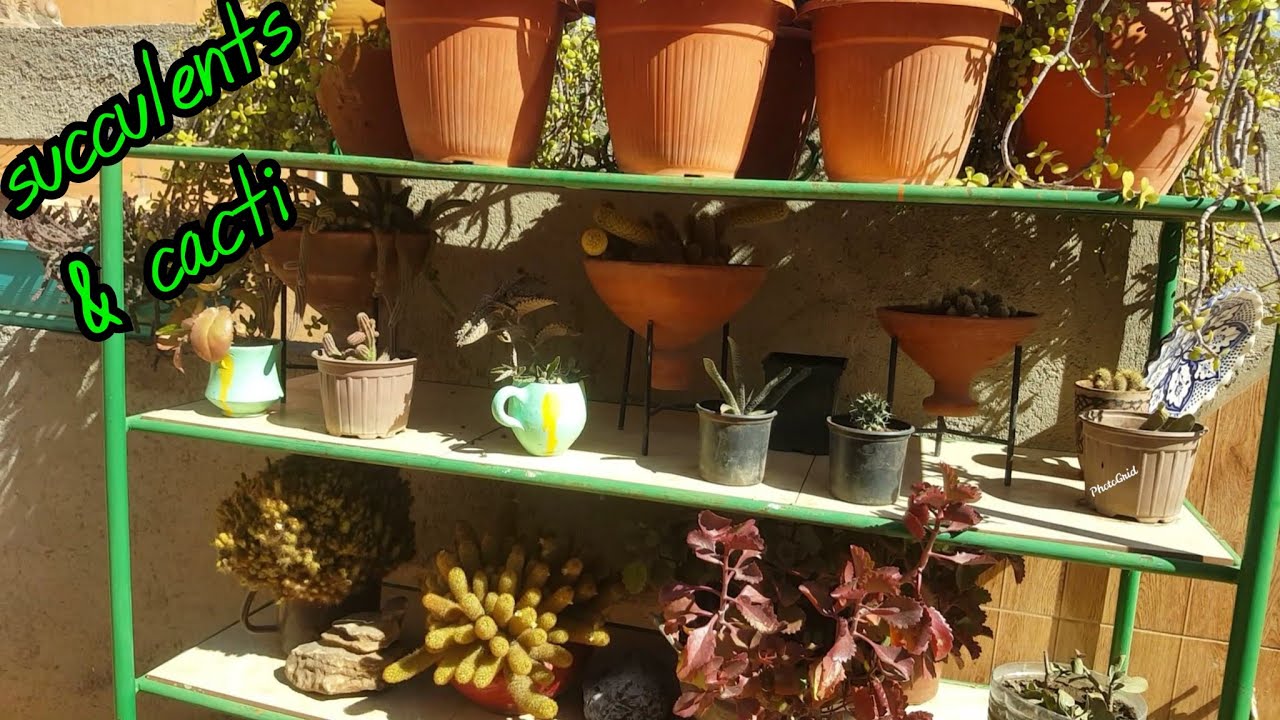 Cacti & Succulent Tour 2022 / Vertical stand   عصاريات و صبار من سطح منزلي