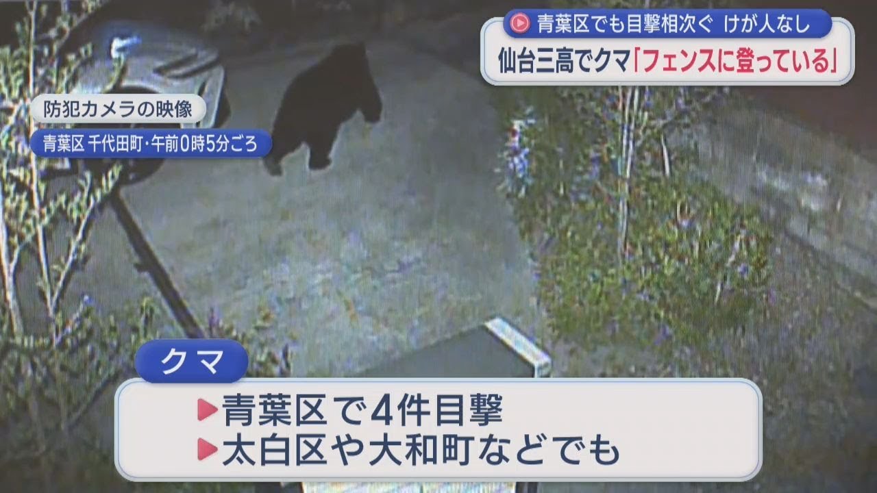 A bear was seen climbing a fence