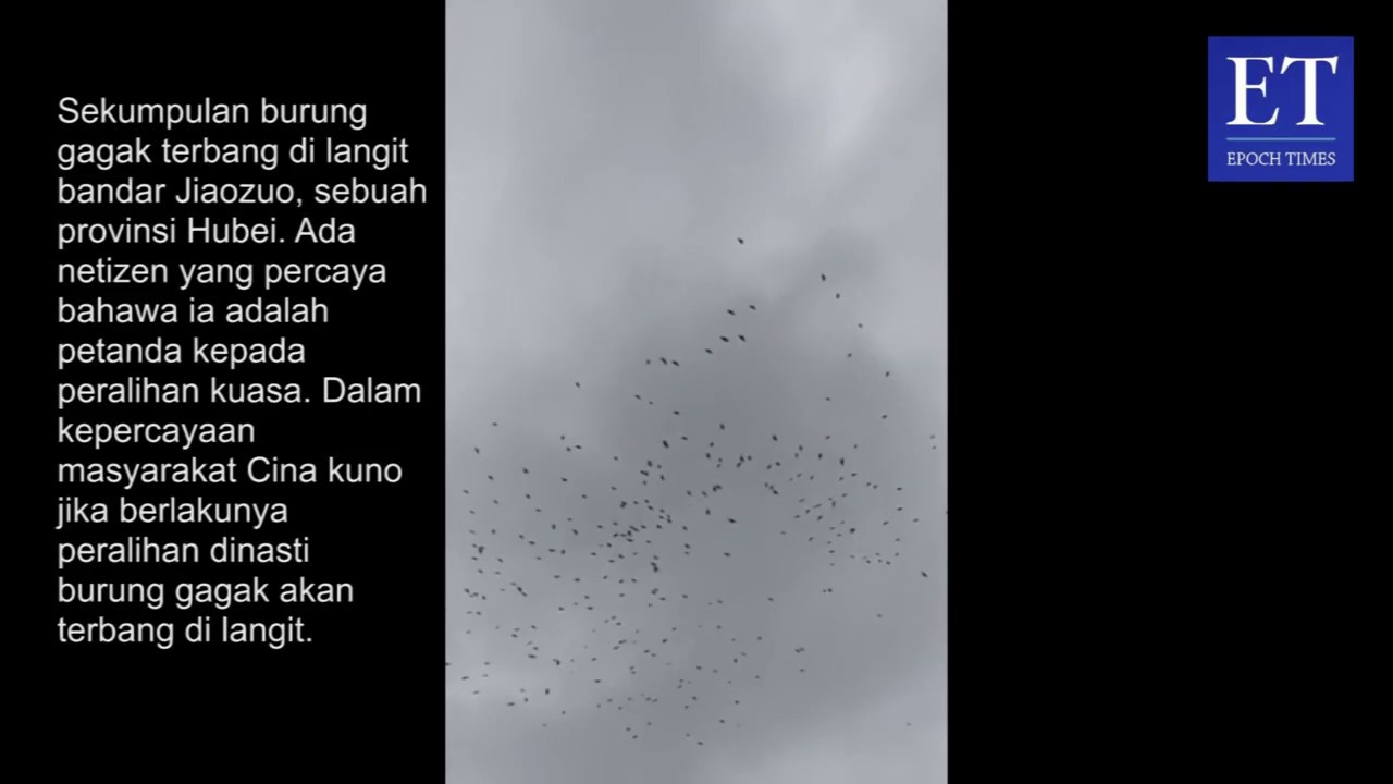 Banyak Burung Gagak Berterbangan Di Wuhan Dipercayai Tanda Bencana