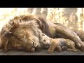 THE LION KING 2019 – MUFASA’S DEATH | The Lion King Sad Moment