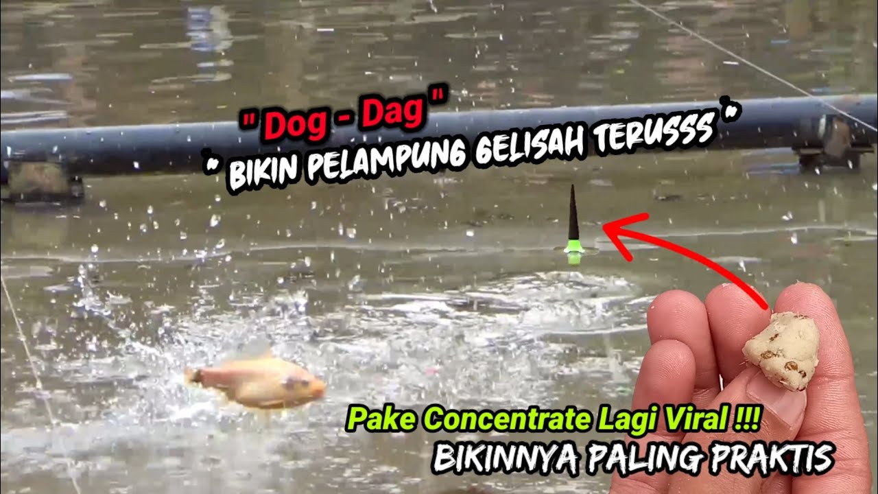 Umpan ikan mas hanyiran untuk lomba harian || versi bandung terbaru