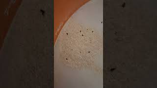 Rice weevil