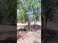 karachi ke kareeb khoob soorat jungle 😯 #trending #shorts #viral #nature