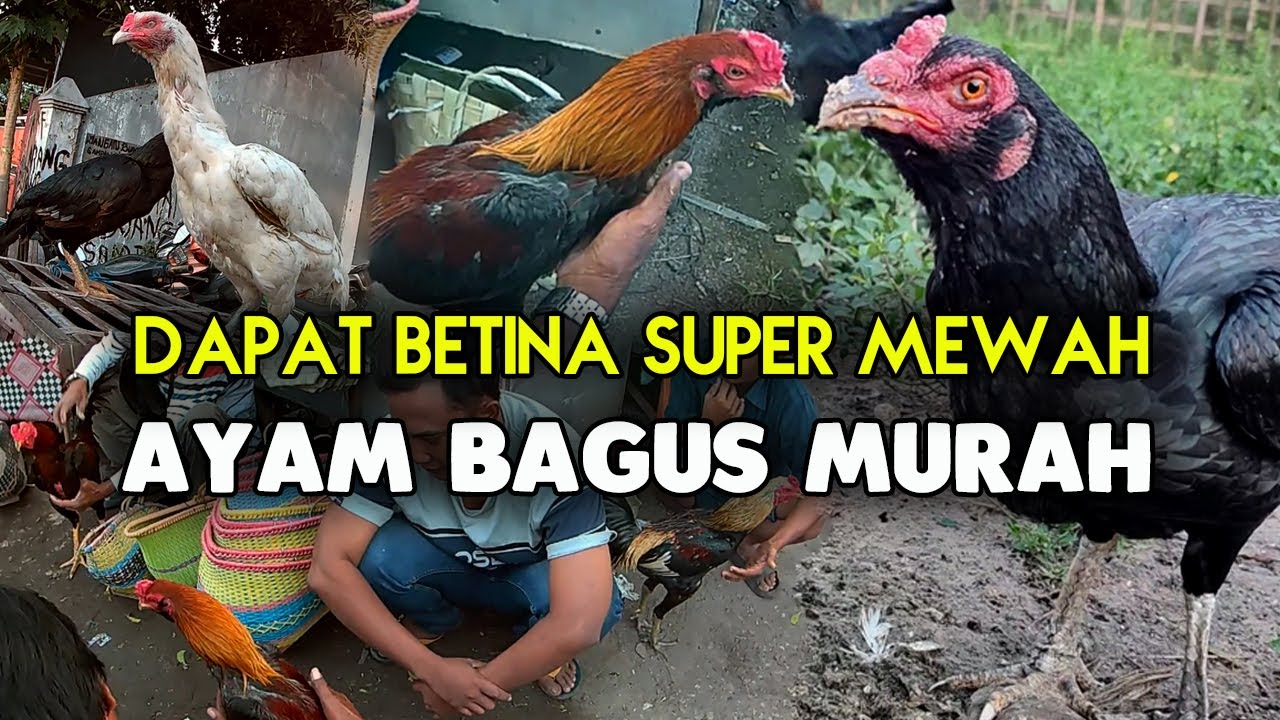 Pasar Ayam Madura Dapat Ayam Betina Bagus Super Istimewa Murah Poll | Pasar Rabu Labeng Bangkalan