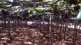 Grape farming at Cumbum, Tamil Nadu