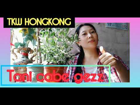 TKW HONGKONG $ TANI CABE GEZZ  ☆ TANPA LAHAN POT PUN BISA AHAYYY☆