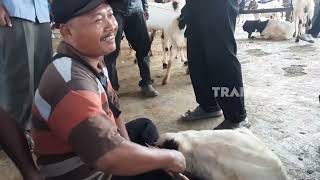 Salon Kambing Bikin Cling | RAGAM INDONESIA (13/06/23)