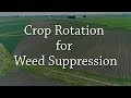 Crop Rotation for Weed Suppression - Organic Weed Control