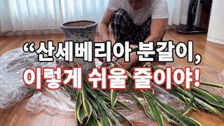 “집에서 쉽게 따라 할 수 있는 산세베리아 분갈이 방법! 물 주는 시기부터 관리 꿀팁까지, 초보자도 산세베리아를 생기 있게 키우는 법을 자세히 알려드립니다.”