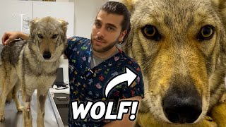 Czechoslovakian Wolf Is Treated! (She Was So Sick!)