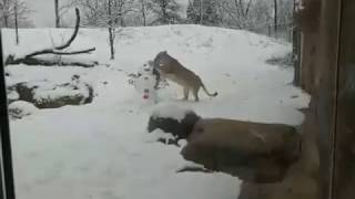Ina Playing in the Snow - Fort Wayne Childrens Zoo