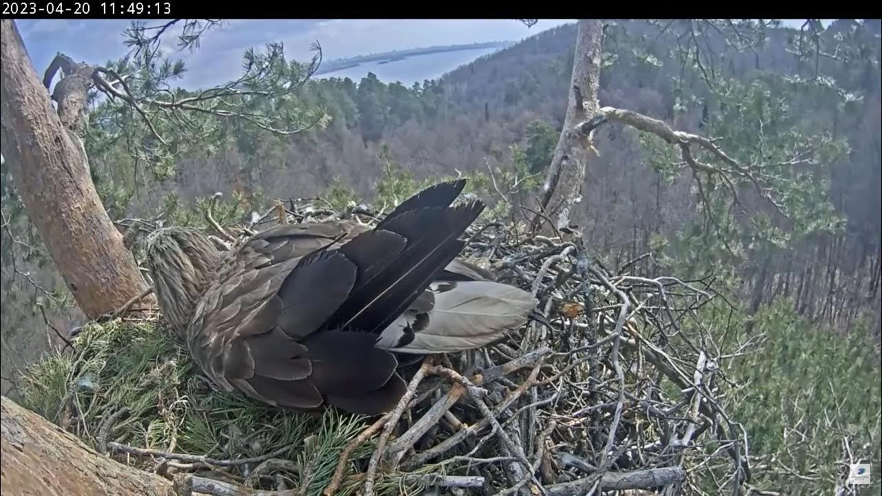 Орланы Чулман и Кама в НП Нижняя Кама 20.04.2023 11:38 - YouTube