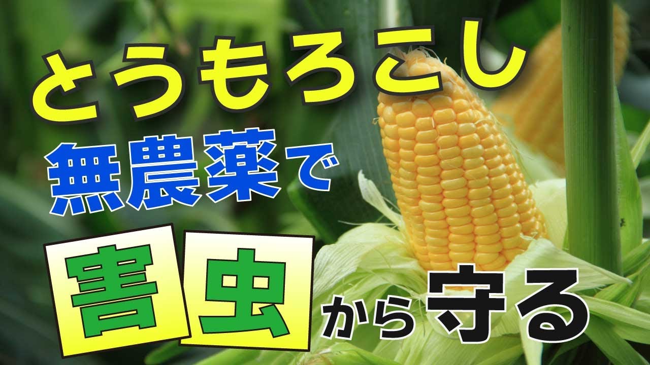 とうもろこし 害虫被害をなくす方法 実際の被害シーンも紹介 家庭菜園 アワノメイガ ハクビシン イノシシ Youtube