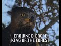 Crowned Eagle - The "King of the Forest"