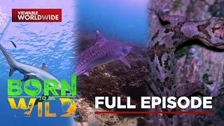 Download lagu Two Rare Sharks and the Breathing Forest | Born To Be Wild (Full Episode)
